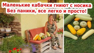 Кабачки гниют на кусте с носика - что делать?