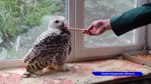 Редкую сову обнаружили в Шахунье