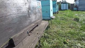 Как избавится от муравьев в ульях, определить несут ли пчелы мед, солнечная воскотопка.