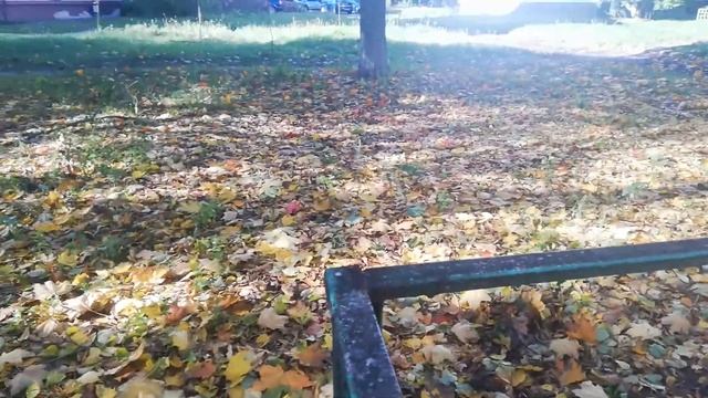 Идем с Деном за каштанами. смотреть онлайн