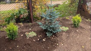 Туи готовы к зиме. Примула зацвела. Беседка готова к зиме