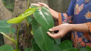 🌱🌿🪴Sharing My Philodendron Green Emerald 🌱🌿🍃