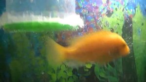 Ужас!Рыбки едят свою икру!Спасаем икру!Horror! Fish eat their eggs! Saving the eggs!