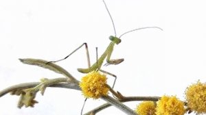 АКАЦИЯ СЕРЕБРИСТАЯ (МИМОЗА)❓ ?