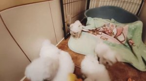 Щенки Мальтийской болонки #купитьщенка #мальтийскаяболонка #malteser