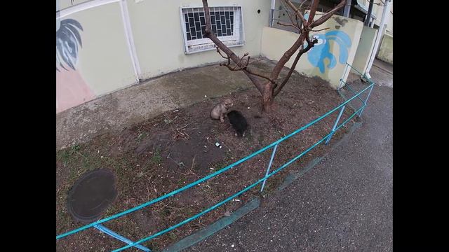 Афипский / Прогулка по уютному поселку в Краснодарском крае / Февраль, 2021 год. смотреть онлайн