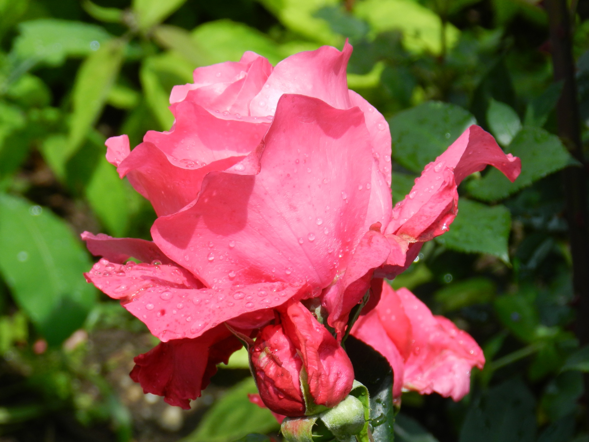 Роза Высоцкого или Венроза - самые крупные цветы