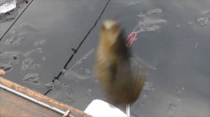 Ротан. Ловля ротана в ноябре