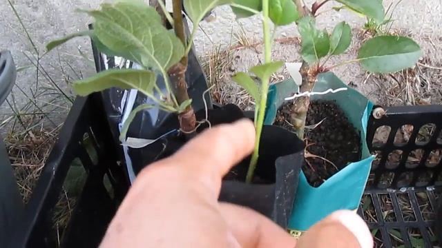 Зимняя прививка 2018 - результат на август смотреть онлайн