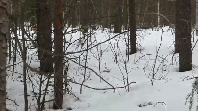 Воспитание лайки как не потерять смотреть онлайн