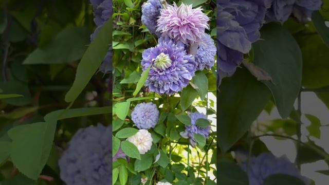 #Clematis#Bluelight 클레마티스 블루라이트