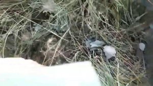 Грибы в Ростовской области.