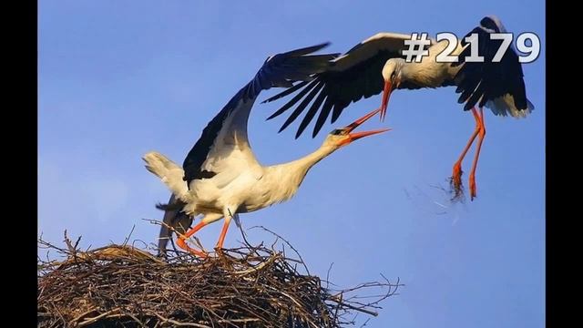 #2179. Аисты (В мире животных) смотреть онлайн