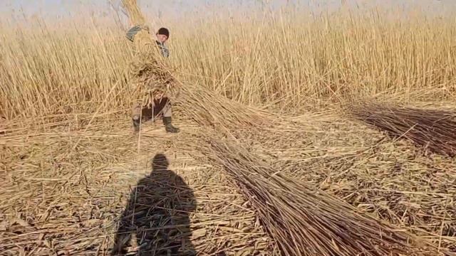 Қамыс баулау! #камыш #баулау #трактор #косилка смотреть онлайн