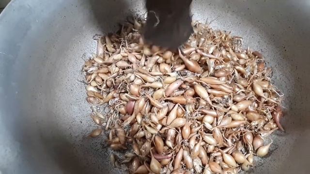 Лук севок хорошо "перезимовал". Пора готовить к весенней посадки. смотреть онлайн