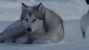 Красивый клип про волков