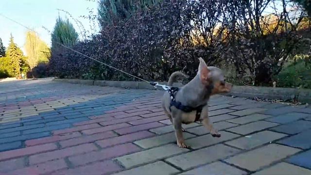 Чихуахуа Тузя скачет как лошадка! смотреть онлайн