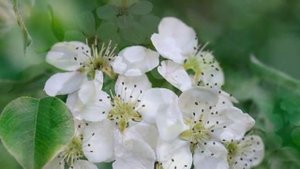 Стихотворение ~ Вишня в цвету