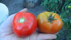 Томат Детская сладость. Конец сентября.