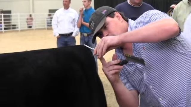 National Junior Maine-Anjou and Chianina Show смотреть онлайн