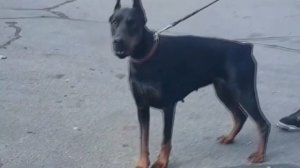 Самые Быстрые Породы СОБАК в Мире