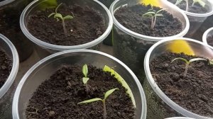 🍅🍅🍅 ВЫРАЩИВАНИЕ РАССАДЫ ТОМАТОВ В СТАКАНЧИКАХ