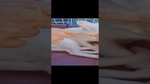 Белая кошка в добрые руки