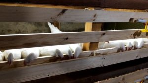 Кормление цыплят и кур несушек
