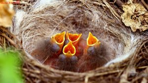 пополнение 1.06.22