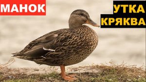 ?ЗВУК (ГОЛОС) УТКА КРЯКВА ОСАДКА