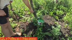 Как сделать чтоб одичавшая яблоня с порослями приносила яблоки.Что делать с заброшенной яблоней.