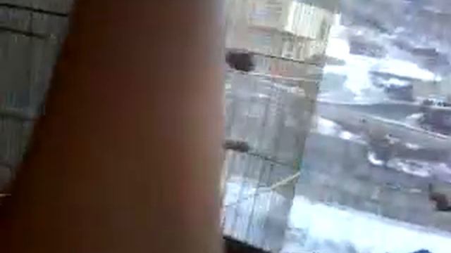 Как приручить попугая. смотреть онлайн