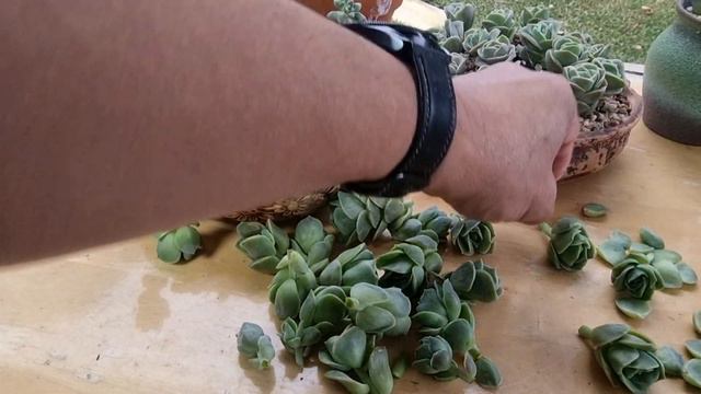 Graptoveria Lovely Rose Propagation #succulentslover смотреть онлайн
