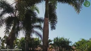 Wodyetia Bifurcata A.K. | Ornamental Palms | ?? Panama |