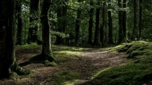 ЗВУКИ ПРИРОДЫ | Шум дождя и раскаты грома ,пение птиц. Для сна и релакса.