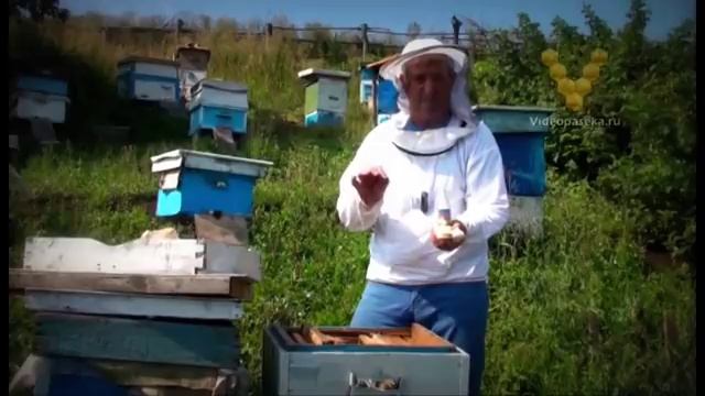 Организация пасеки, правила пчеловодства, инвентарь