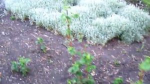 Саженцы деревьев через интернет, брать или не брать