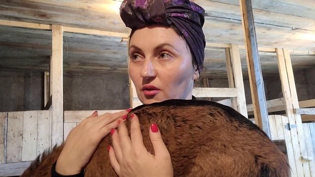 Непорочное зачатие у коз,бывает и такое.?Козлёнок с вымянем,хорошо ли это? смотреть онлайн