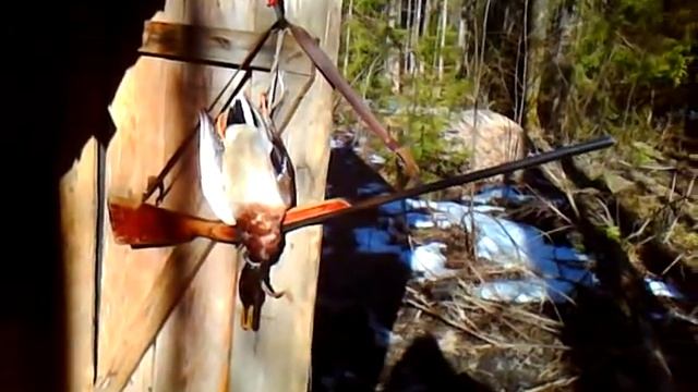 Селезень кряквы. ИЖ - 17. 32 калибр