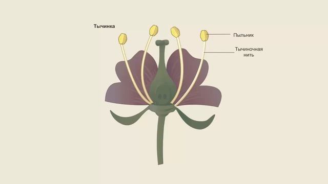 Строение цветка яблони смотреть онлайн