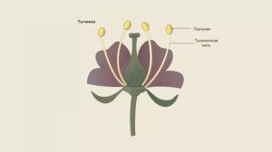 Строение цветка яблони
