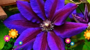 Клематис гибридный Уайлдфаер. Краткий обзор, описание характеристик clematis Wildfire