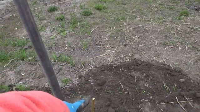 Посадка и уход за персиками. смотреть онлайн