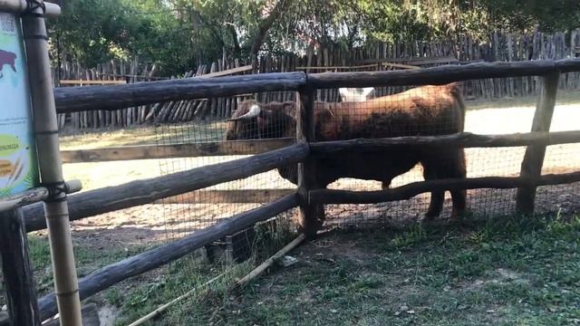ПРИЕХАЛИ В ПАРК СОЛНЕЧНЫЙ ОСТРОВ
