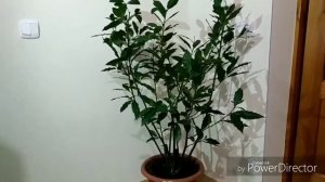 Лавровое дерево