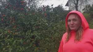 НИКОГДА ТАКОГО НЕ ВИДЕЛ! Родина Чебурашки. Оооочень много мандаринок