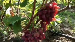 Новаяформа винограда Медея (Мария на кишмиш Лучистый) 7 августа 2021 г. Виноградник Щереденкова