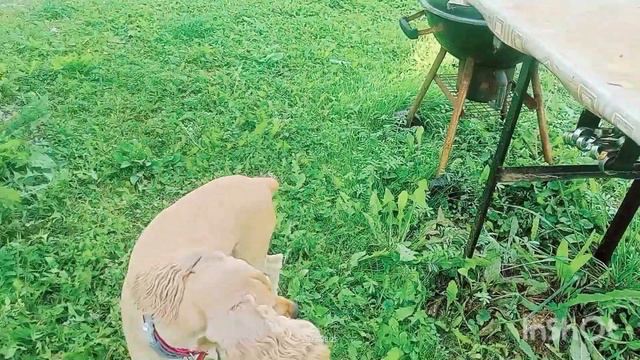 челлендж для Зары на какую высоту она сможет запрыгнуть