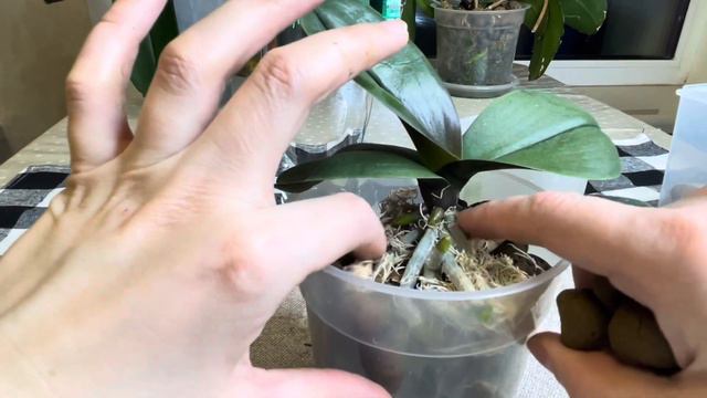 Перевалка Pretty Romance в постоянное место жительства🏡a new home for Pretty Romance. смотреть онлайн