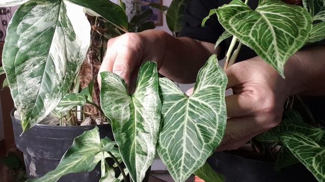 SYNGONIUM ALBO, THREE KINGS, BATIK, WHITE BUTTERFLY COMPARISON/CARE TIPS/LUNTIAN PROJECTS